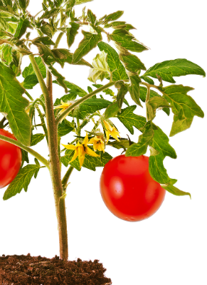 Купить семена томатов высокорослых