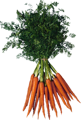 Купить семена моркови всех видов