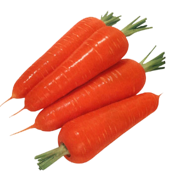 оформить заказ на семена моркови Ф1