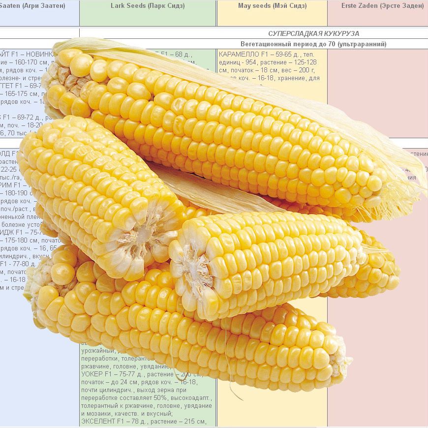 Купить каталог сахарной кукурузы