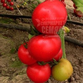 Беріл F1 насіння томату індет. (Rijk Zwaan)