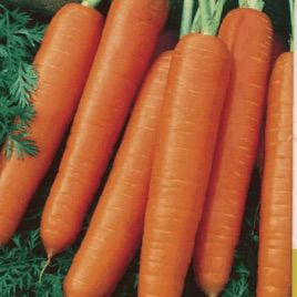 Карлена насіння моркви (SX)