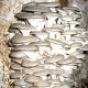 Вешенка 35х75 см грибные блоки (Украина) 
