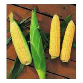 Растлер F1 насіння кукурудзи суперсолодкої Sh2 (Harris Moran)