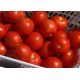 Шаста F1 (INX 1575 F1) насіння помідора детермінантного (Innova Seeds)