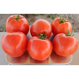 INX 1579 F1 насіння помідора детермінантного (Innova Seeds)