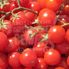 Сомма F1 насіння томату дет. чері (Bayer Nunhems)