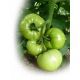 Гибрид 10 F1 семена томата дет. (Элитный Ряд)