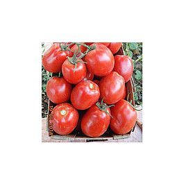 Роялті F1 (052) насіння томату дет. (Erste Zaden)