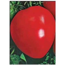 Волове сердце семена томата индет. розового (Свитязь)