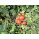 Орко F1 насіння томату дет. (Bayer Nunhems)