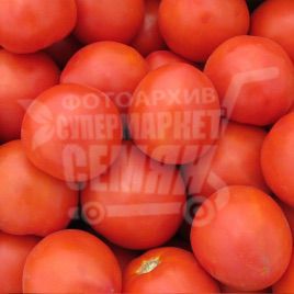 Скіф F1 насіння томату дет. (Bayer Nunhems)