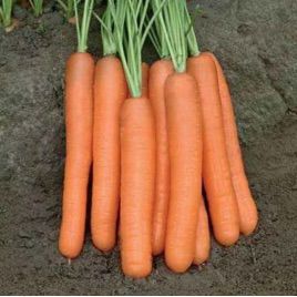 Тип Топ семена моркови Нантес (United Genetics)