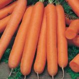 Лонг роте Штумпфе семена моркови Нантес (Chrestensen)