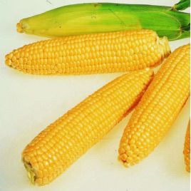 Брусница семена кукурузы сахарной (Украина)