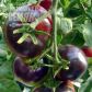 Біг Блек насіння помідора індетермінантного (Hortus)