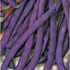 Блаухильде семена фасоли вьющаяся фиолетовой (GL Seeds)