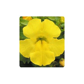 Окинава Yellow семена губастика крупноцветкого дражированные (Kitano Seeds)