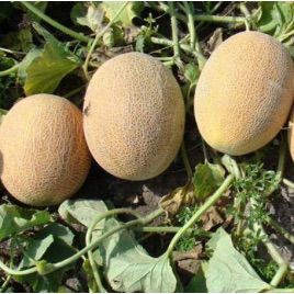 Голди F1 семена дыни тип Ананас средней 65-70 дн. 3-3,5 кг овал. оран./крем. (Clause)