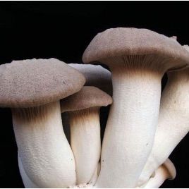 Білий степовий гриб міцелій на паличках (Україна)