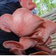Вешенка Розовая мицелий на палочках (Украина)
