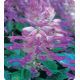 Оливер Lilac Bicolour семена сальвии блестящей (Kitano Seeds)