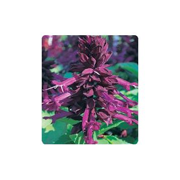 Оливер Purple семена сальвии блестящей (Kitano Seeds)