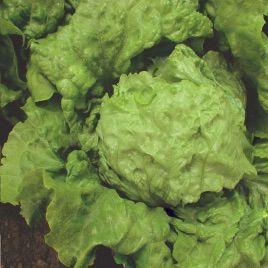 Ледано насіння салату тип Айсберг (Semo)