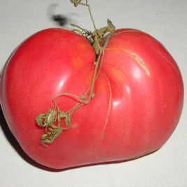 Велетень насіння томату індет. (Semo)