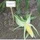 Трофи F1 семена кукурузы суперсладкой (Seminis)