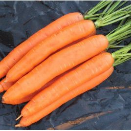 Берлікумер 2 насіння моркви Берлікум (Світязь)