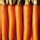 Кораль насіння моркви (Світязь)