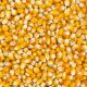 Попкорн семена кукурузы попкорн ранней 72-80 дн. 12-14 см оранж. (GL Seeds)