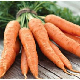 Аурантина F1 насіння моркви Нантес (Takii Seeds)