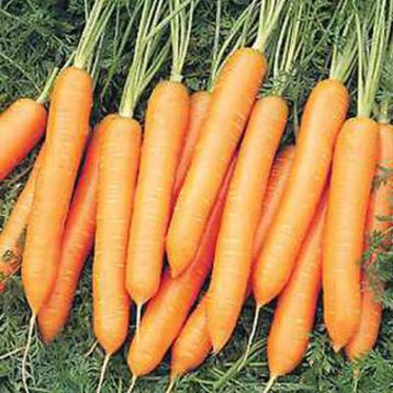 Белградо F1 семена моркови Берликум PR (2,2-2,4 мм) (Bejo)