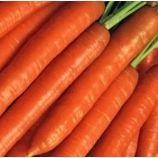 Берликум семена моркови (Euroseed)