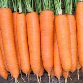 Долянка насіння моркви (Світязь)