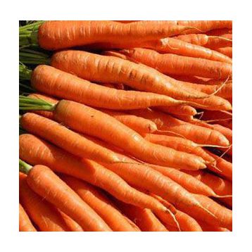 Камаран F1 семена моркови Берликум PR (1,8-2,0 мм) (Bejo)