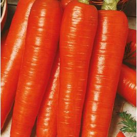 Карлена семена моркови (Свитязь)