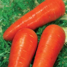 Красавка семена моркови Шантане (Элитный ряд)