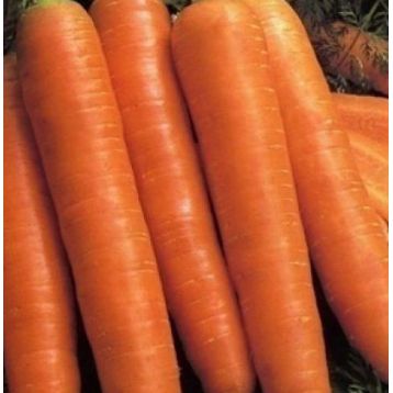 Червоний Велетень насіння моркви (SX)