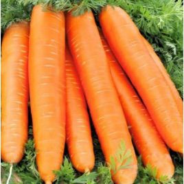 Красный Великан семена моркови (Свитязь)