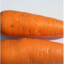 Нью Курода семена моркови Курода (Euroseed)