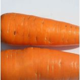Нью Курода семена моркови Курода (Euroseed)