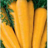 Лоберишер семена моркови Флакке поздней 130-135 дн. 28-30 см желтой (Hortus)