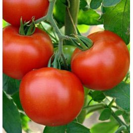 Юсуф 408 F1 насіння томату дет. ранній 180-220 гр (Enza Zaden)