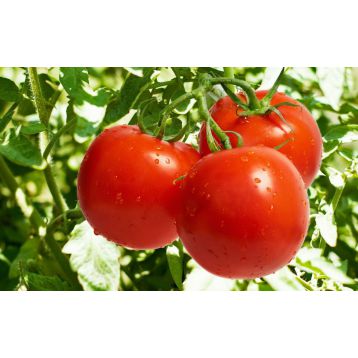 Сильвіана насіння томату ранній 220-300 гр(Enza Zaden)