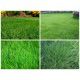2016 семена газонной травы для спортивных объектов (Turfline)
