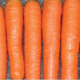 Нантес 3 (Стронг Топ) насіння моркви (Innova Seeds)