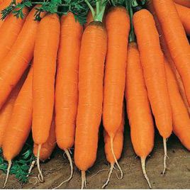 Нантська насіння моркви (Rem seeds)